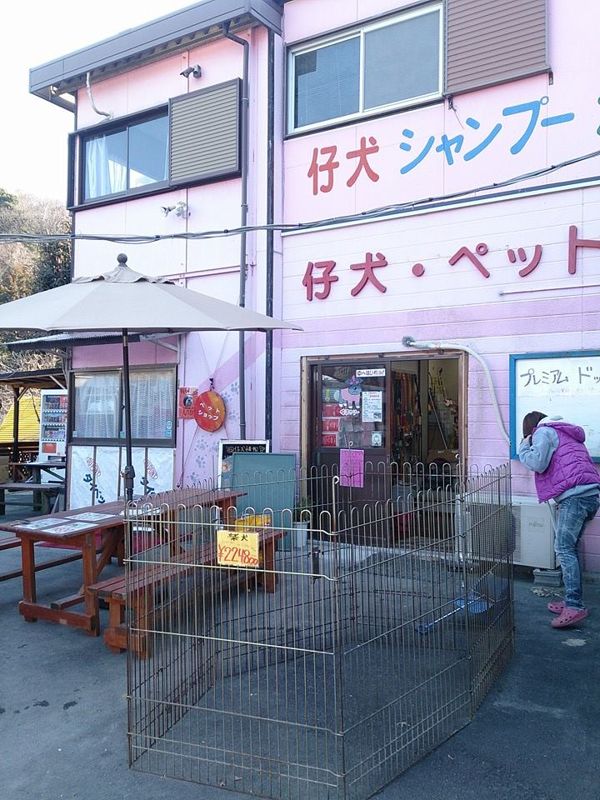 山口県周防大島町のドッグカフェ ふれ愛どうぶつ村のサムネイルのサムネイル2枚目