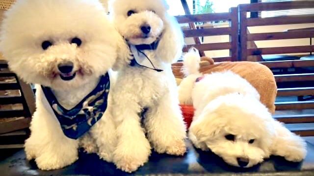 看板犬とお散歩♪