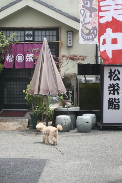 東京都立川市のドッグカフェ 松栄寿司のサムネイルのサムネイル1枚目