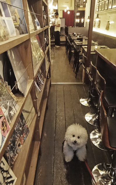 東京都港区のドッグカフェ オステリア ロジのサムネイルのサムネイル2枚目