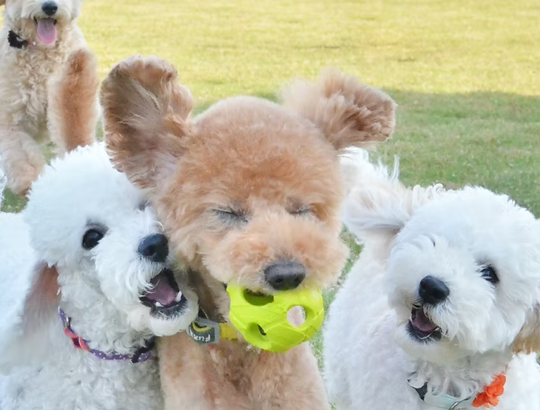 三重県伊勢市のドッグラン 犬の美容室BAZZのサムネイルのサムネイル2枚目