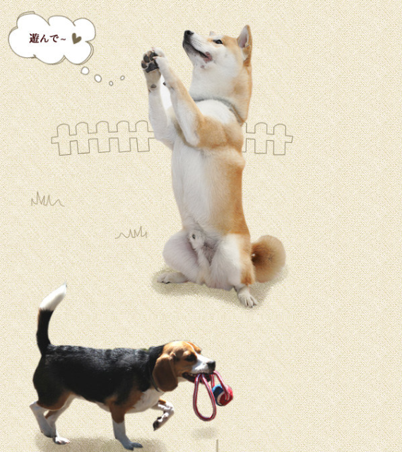 ワンちゃんと一緒に走って遊ぼう!ドッグランも完備!