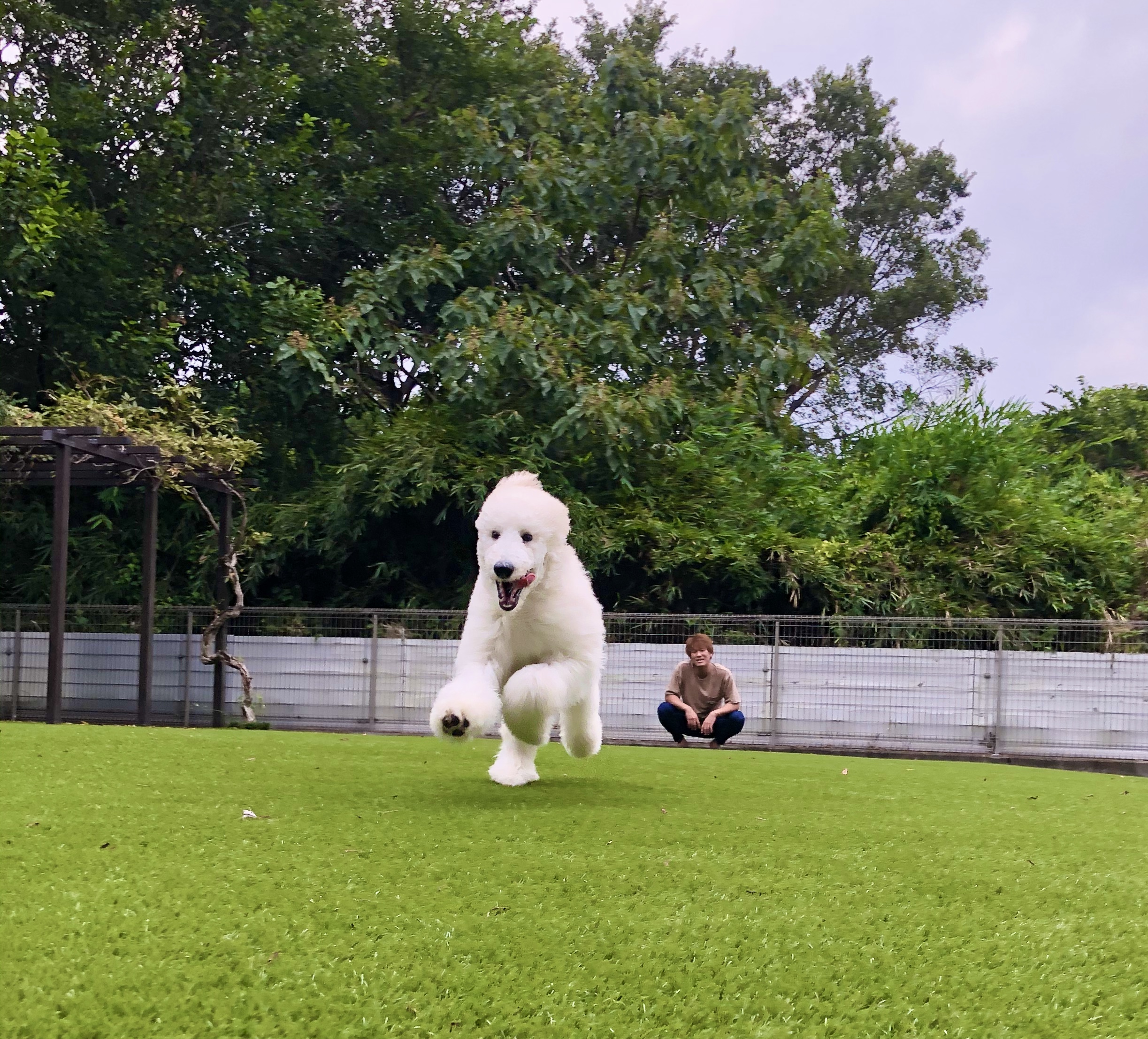 静岡県沼津市のドッグラン DOGS SALON KAMALEIのサムネイル1枚目