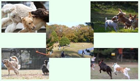 静岡県浜松市浜北区のドッグラン 犬の森 ポムのサムネイルのサムネイル2枚目