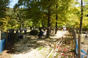 広島県広島市東区のドッグラン 広島県緑化センター 遊学の森 わんこひろばのサムネイルのサムネイル2枚目