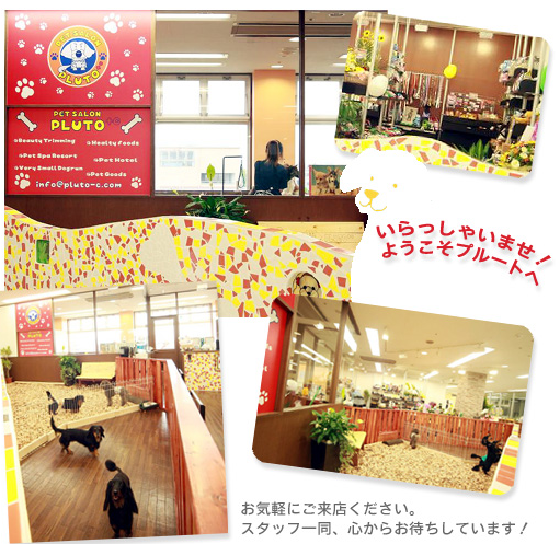 千葉県松戸市のペットホテル PetSalon Pluto +C店のサムネイルのサムネイル1枚目