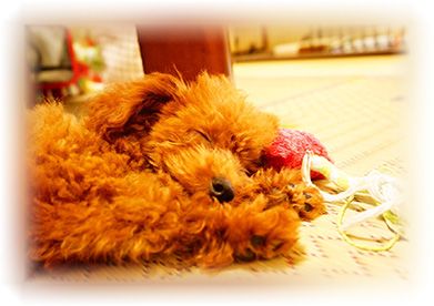 佐賀県鳥栖市のペットホテル Dog Salon Wendyのサムネイルのサムネイル2枚目