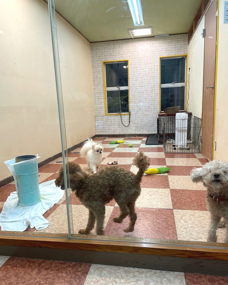 【犬の幼稚園&一時預かり】について