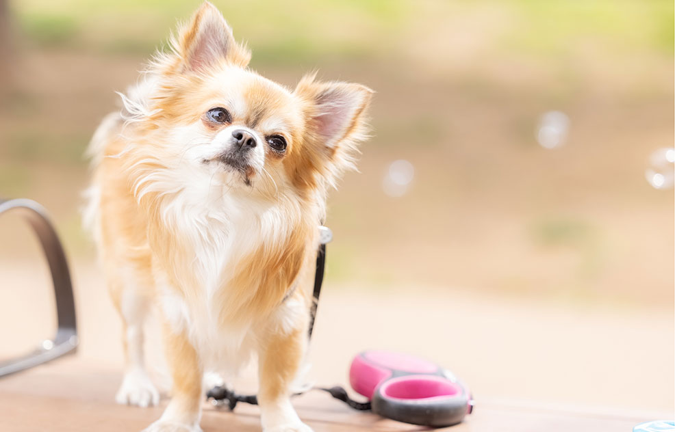 神奈川県相模原市南区のペットホテル Dog Total Care Benjiのサムネイルのサムネイル2枚目