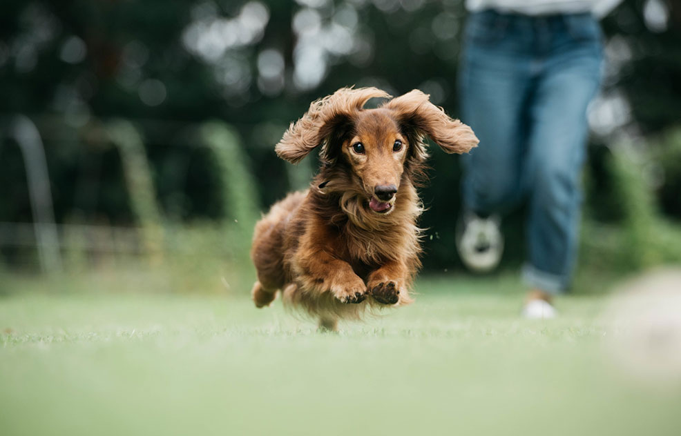 神奈川県相模原市南区のペットホテル Dog Total Care Benjiの3枚目