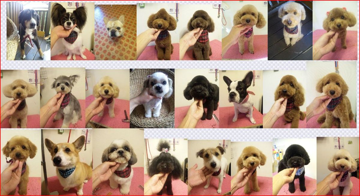 神奈川県茅ヶ崎市のペットホテル Dog Salon Familleの1枚目