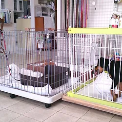 飼い主さんの留守の間ワンちゃんをしっかりとお世話します。