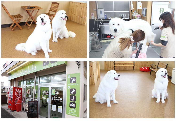 群馬県高崎市のペットホテル Dog Resort Slow Lifeのサムネイルのサムネイル1枚目