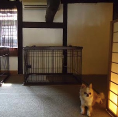京都府京都市中京区のペットホテル dog hotel NESTの6枚目