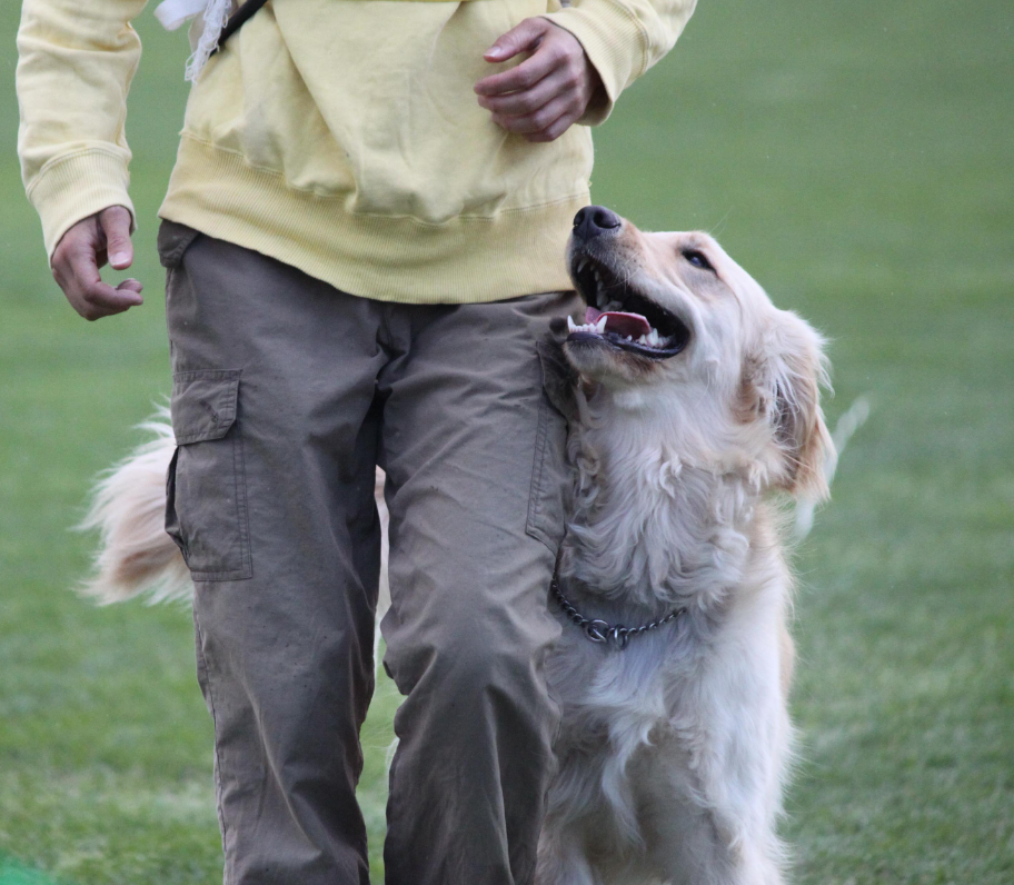 訓練コースは愛犬のめざしたい訓練に合わせてお選びいただけます(コース1、コース2)