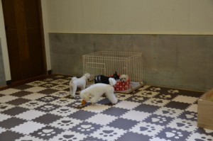 佐賀県唐津市のペットホテル 老犬ホーム ぱーとなーのサムネイルのサムネイル2枚目