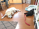 奈良県葛城市のペットホテル 犬のしつけ教室トイ・トイ・トイのサムネイルのサムネイル2枚目