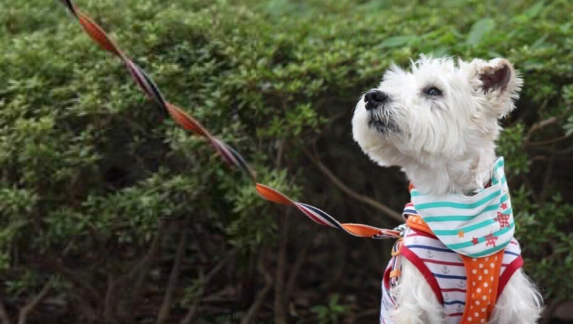 千葉県船橋市のペットホテル 愛犬ハッピートレーニング ハピトレのサムネイルのサムネイル2枚目