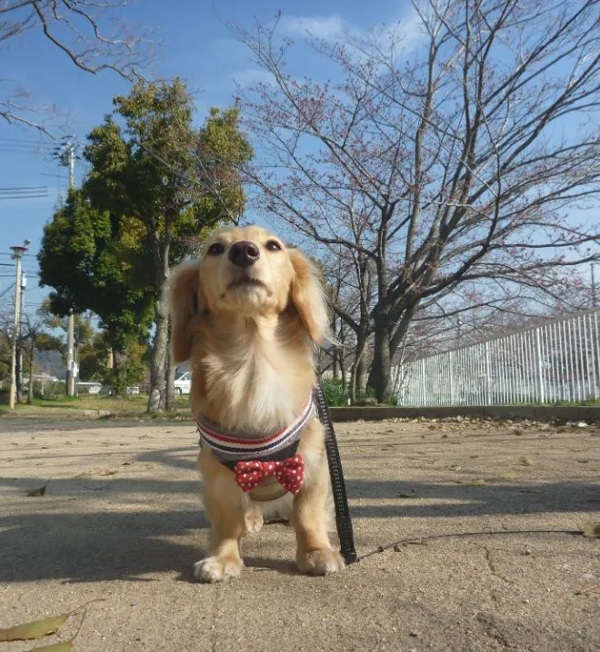 兵庫県小野市のペットホテル 人と犬の共生アポレのサムネイル1枚目