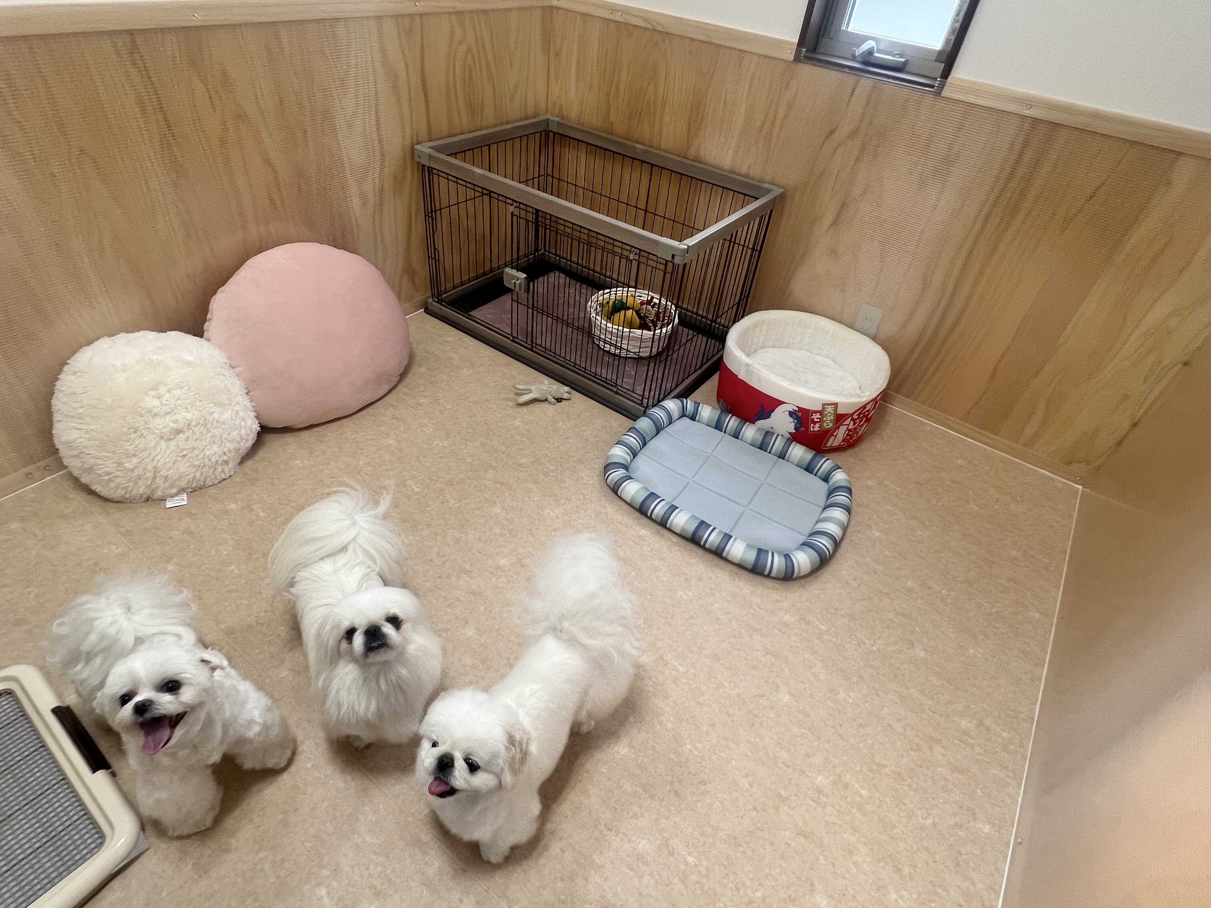 ☆【小・中型犬】宿泊（個室VIPルーム） 1枚目