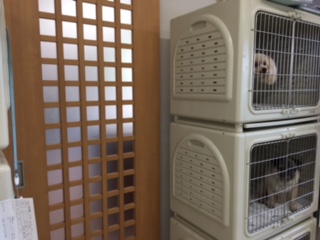 静岡県島田市のペットホテル 犬の美容室エル・ドリームのサムネイル1枚目