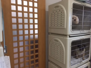 静岡県島田市のペットホテル 犬の美容室エル・ドリームのサムネイルのサムネイル2枚目