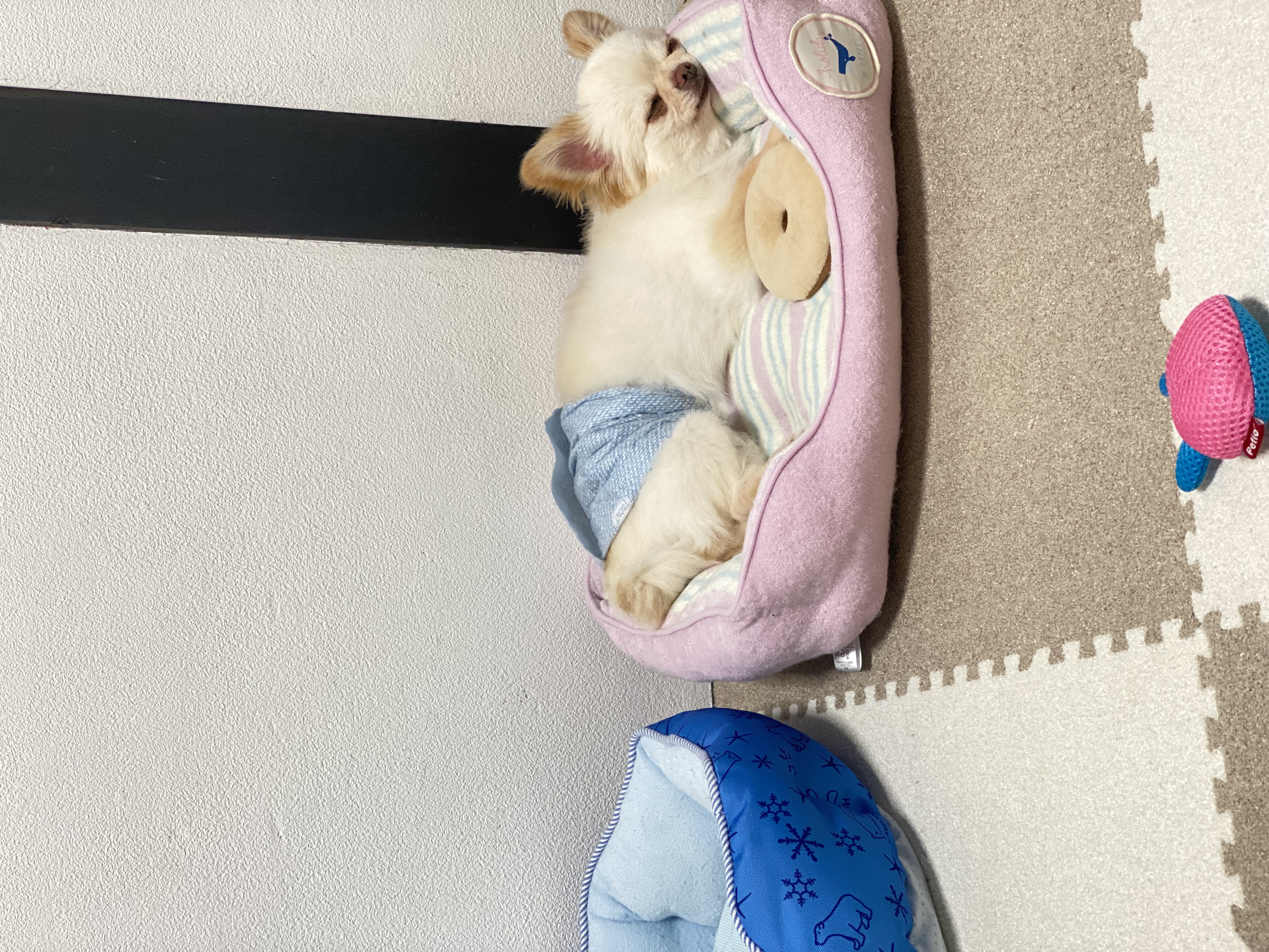 ご用意いただきたい物