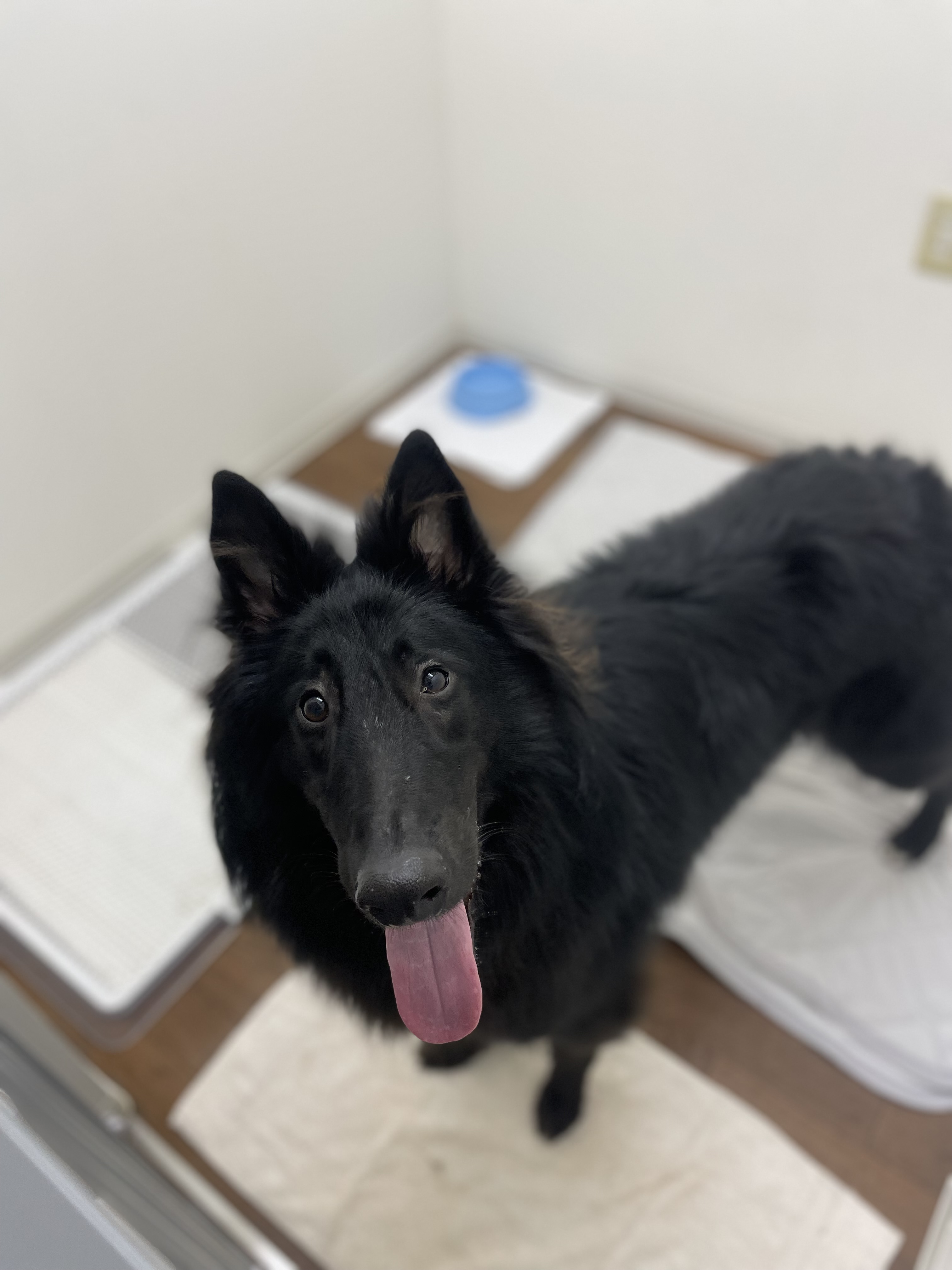 福岡県福岡市東区のペットホテル FOR DOGS LUXのサムネイルのサムネイル1枚目