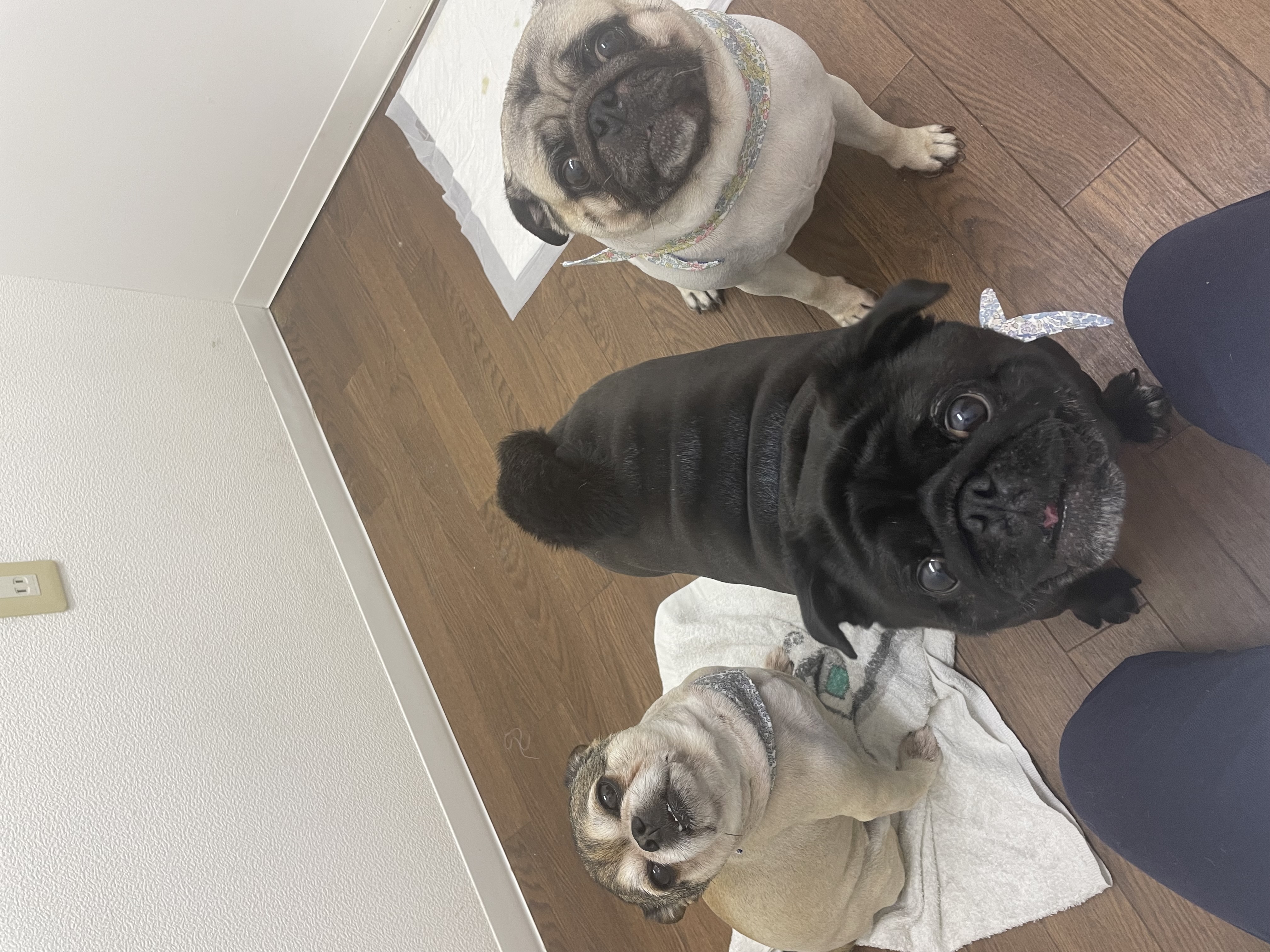 福岡県福岡市東区のペットホテル FOR DOGS LUXのサムネイルのサムネイル2枚目