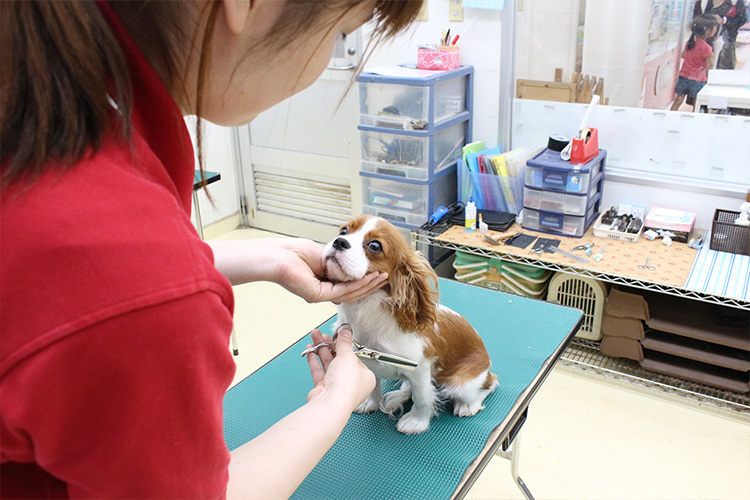 新潟県新潟市秋葉区のペットホテル ペットアミ 新津店の2枚目