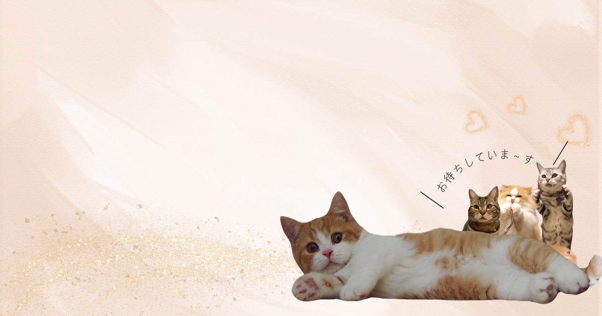 猫専用・猫専門