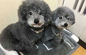 ☆ワンちゃんへの最高空間☆