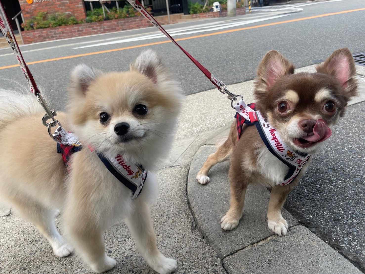 大阪府大阪市城東区のペットホテル 犬の総合施設BLISS total dog salon蒲生四丁目の4枚目