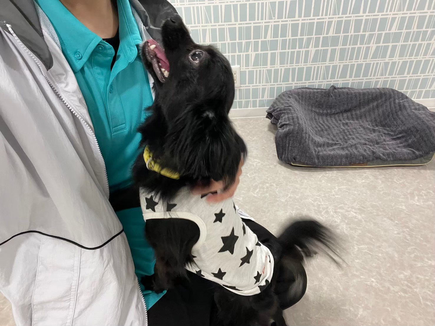 大阪府大阪市城東区のペットホテル 犬の総合施設BLISS total dog salon蒲生四丁目の5枚目