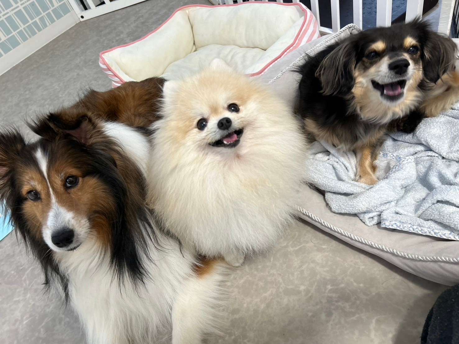 大阪府大阪市城東区のペットホテル 犬の総合施設BLISS total dog salon蒲生四丁目のサムネイルのサムネイル2枚目