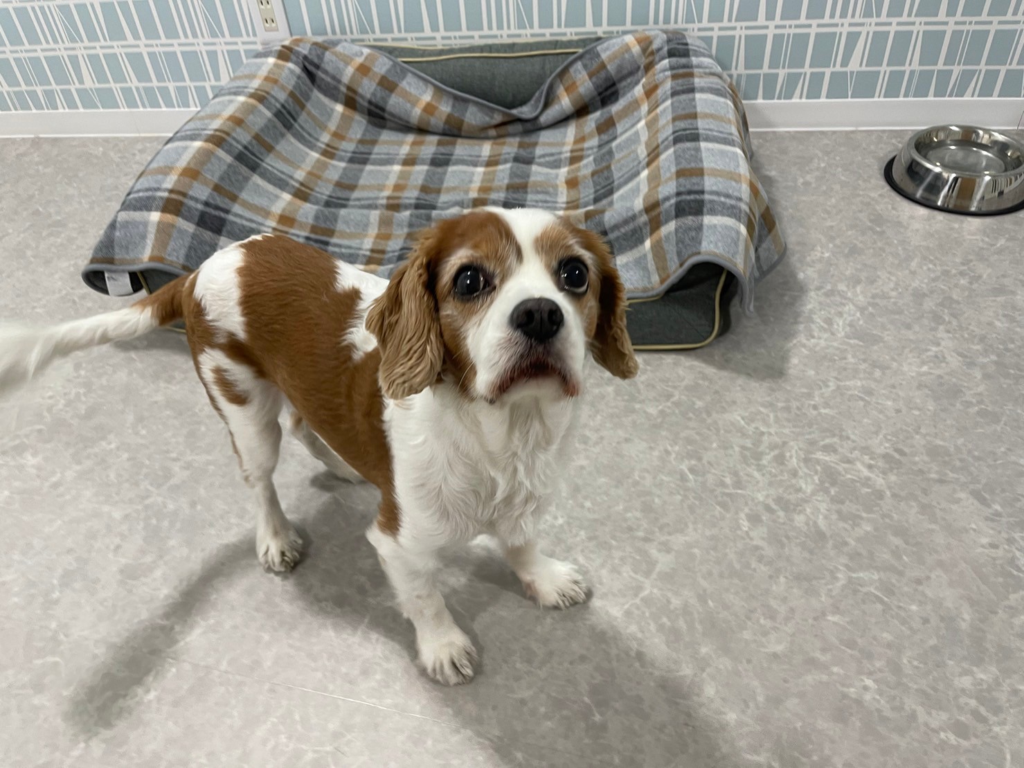 大阪府大阪市城東区のペットホテル 犬の総合施設BLISS total dog salon蒲生四丁目の3枚目