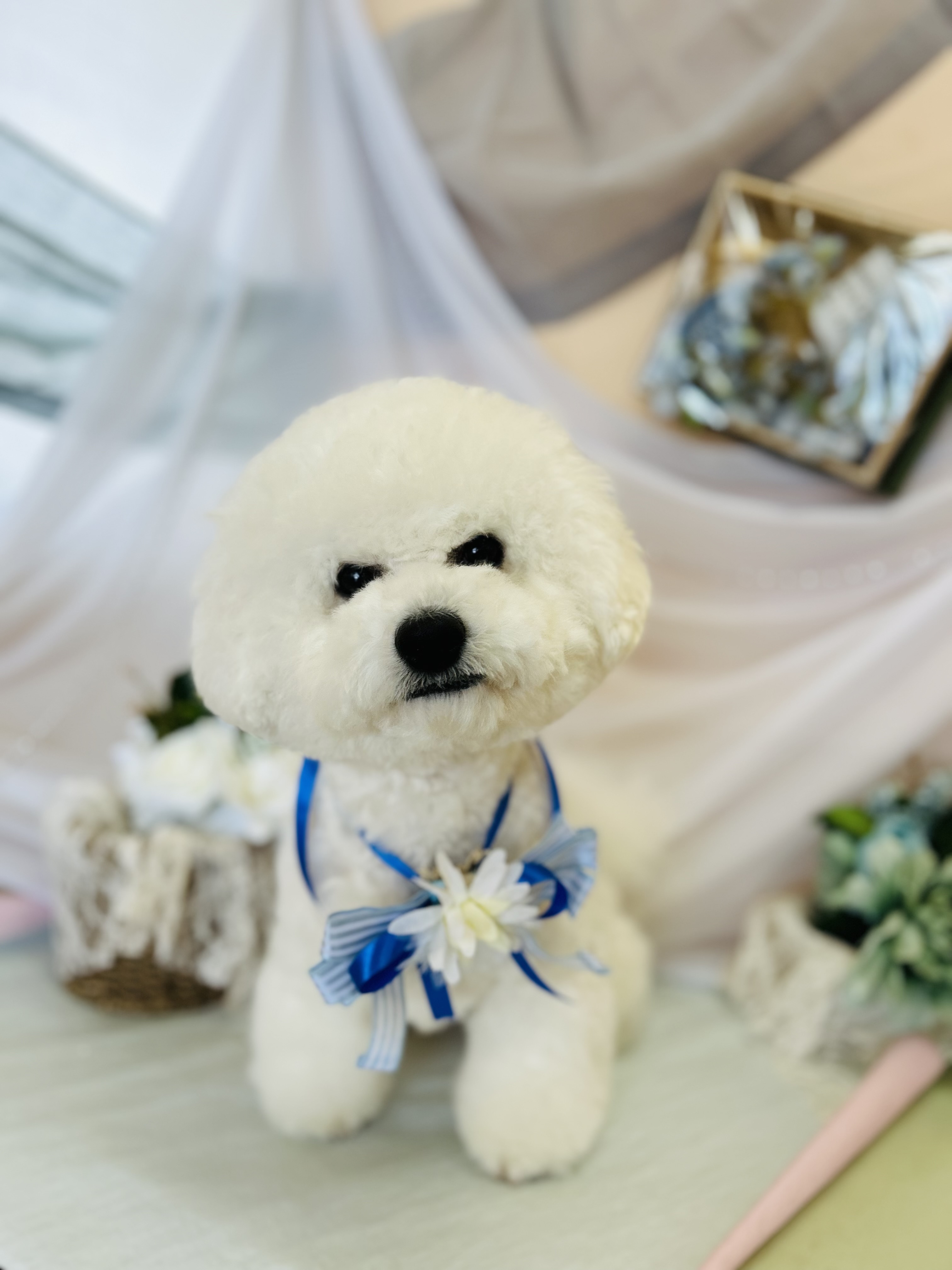 北海道江別市のペットホテル dog salon Mauruuruのサムネイルのサムネイル1枚目