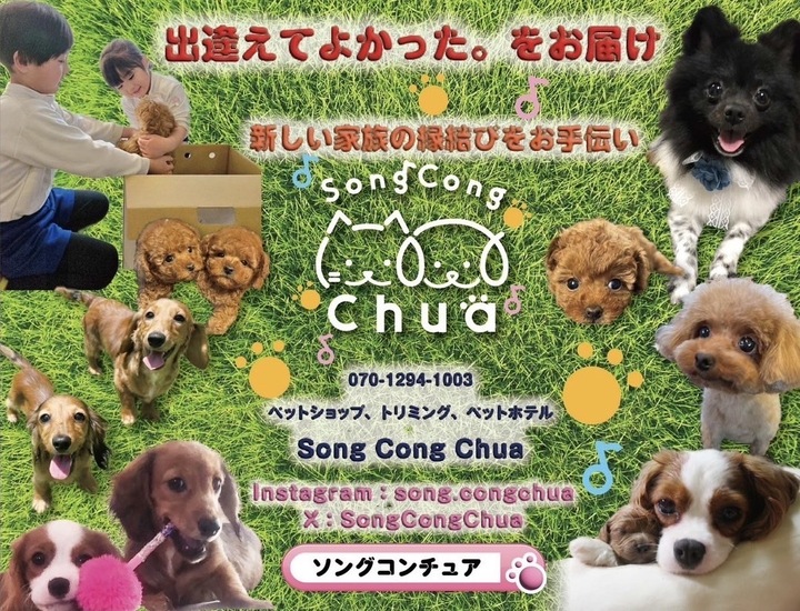 ペットショップSongCongChua のサムネイル