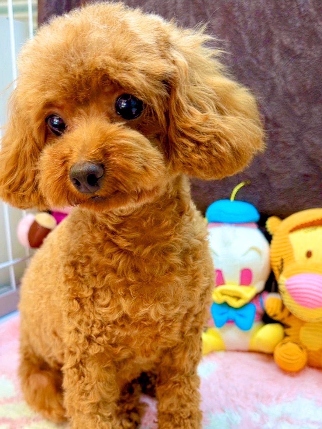 岐阜県岐阜市のペットホテル Dog Storkのサムネイルのサムネイル1枚目