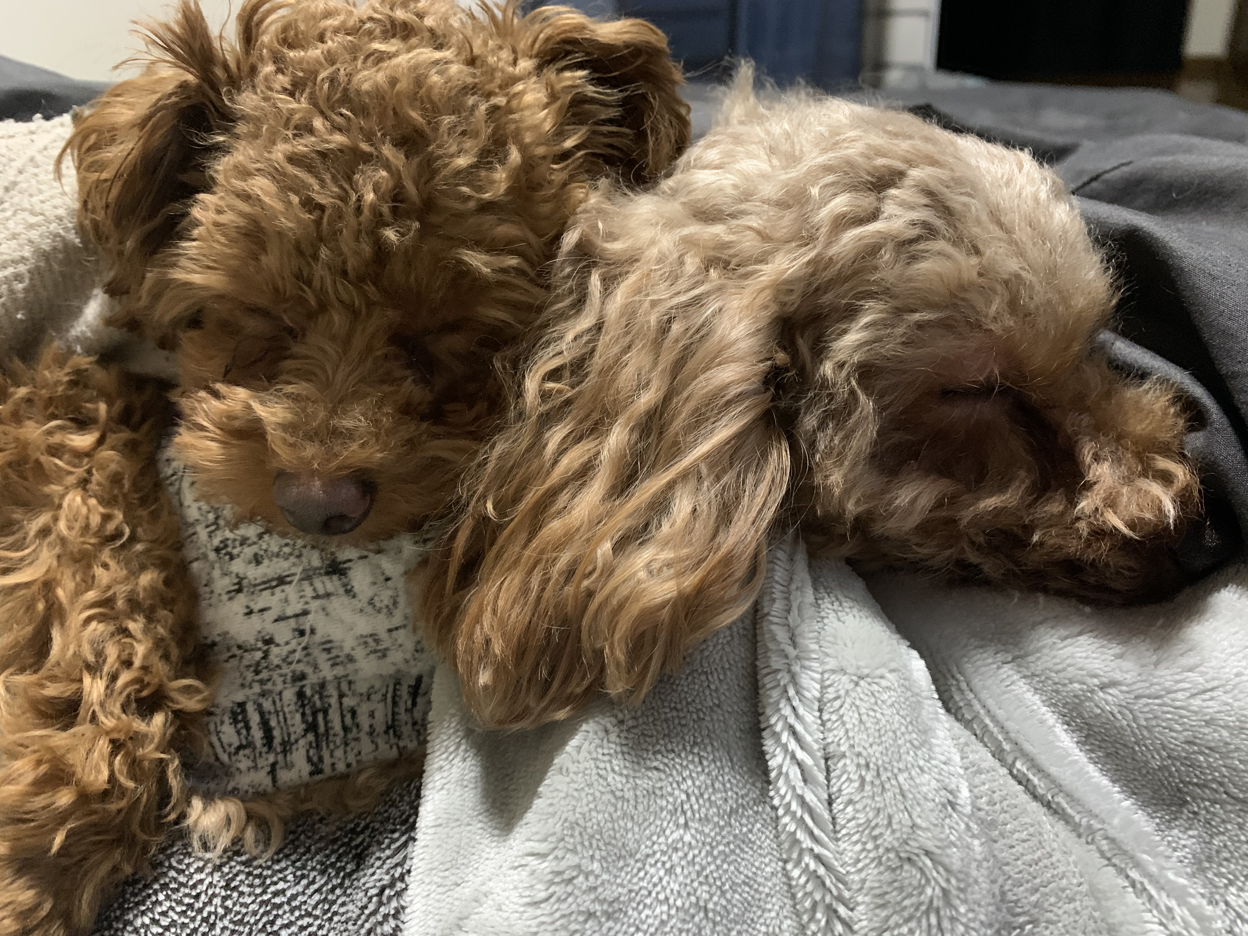 愛知県豊田市のペットホテル Le Chienのサムネイルのサムネイル1枚目