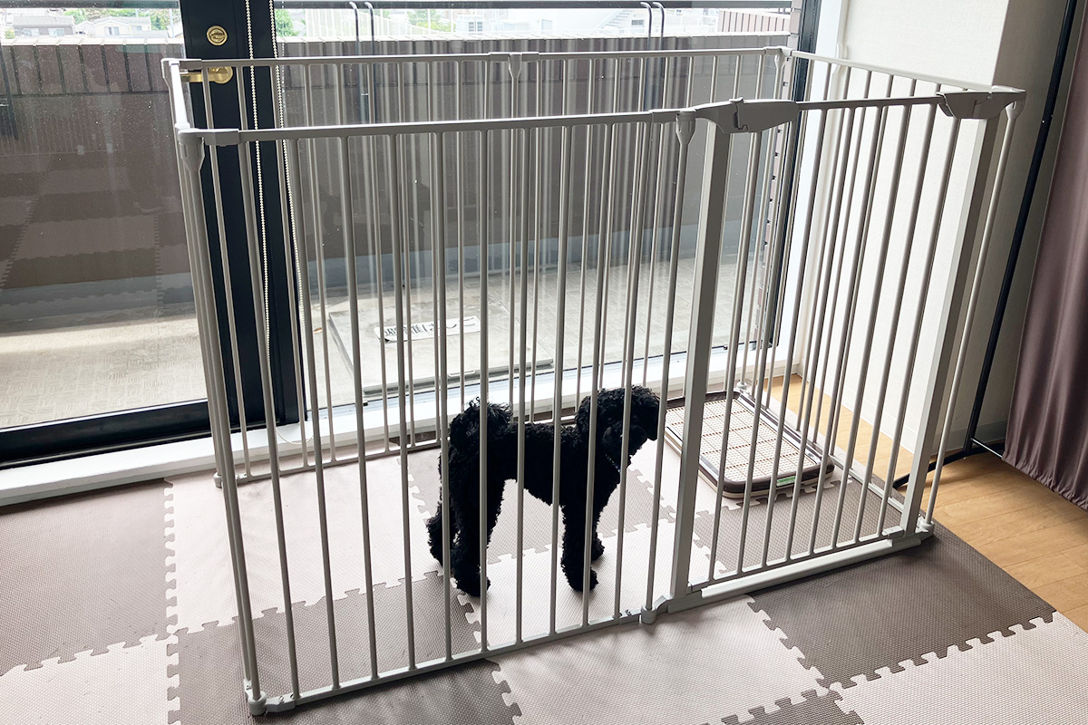 埼玉県さいたま市北区のペットホテル Dogsalon わんPeaceの4枚目