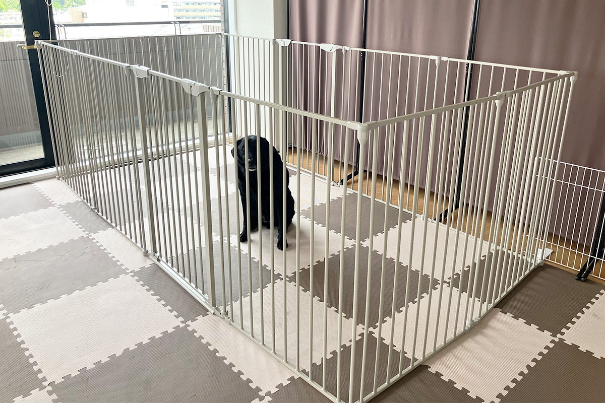埼玉県さいたま市北区のペットホテル Dogsalon わんPeaceの5枚目