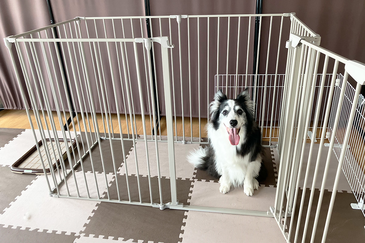 埼玉県さいたま市北区のペットホテル Dogsalon わんPeaceの3枚目