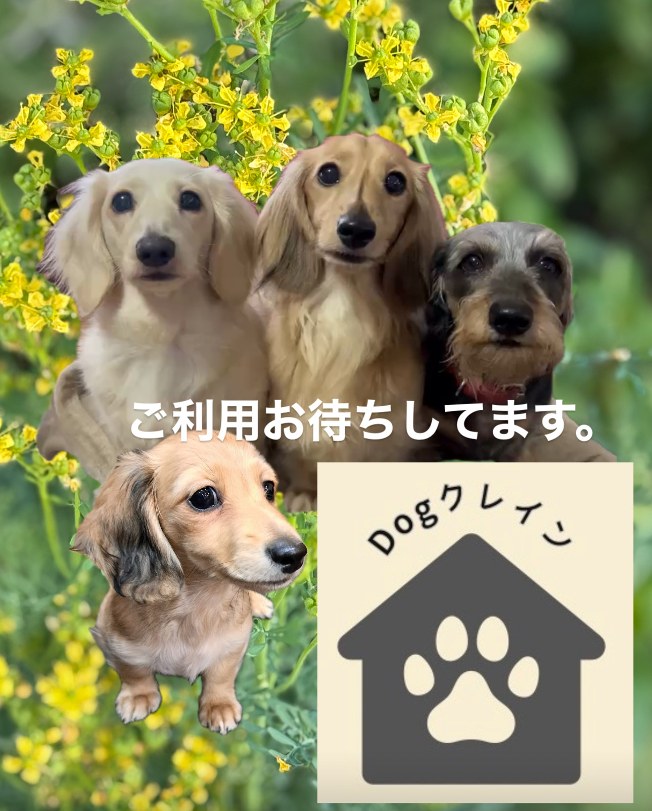 宮城県大崎市のペットホテル Dogクレインのサムネイルのサムネイル2枚目