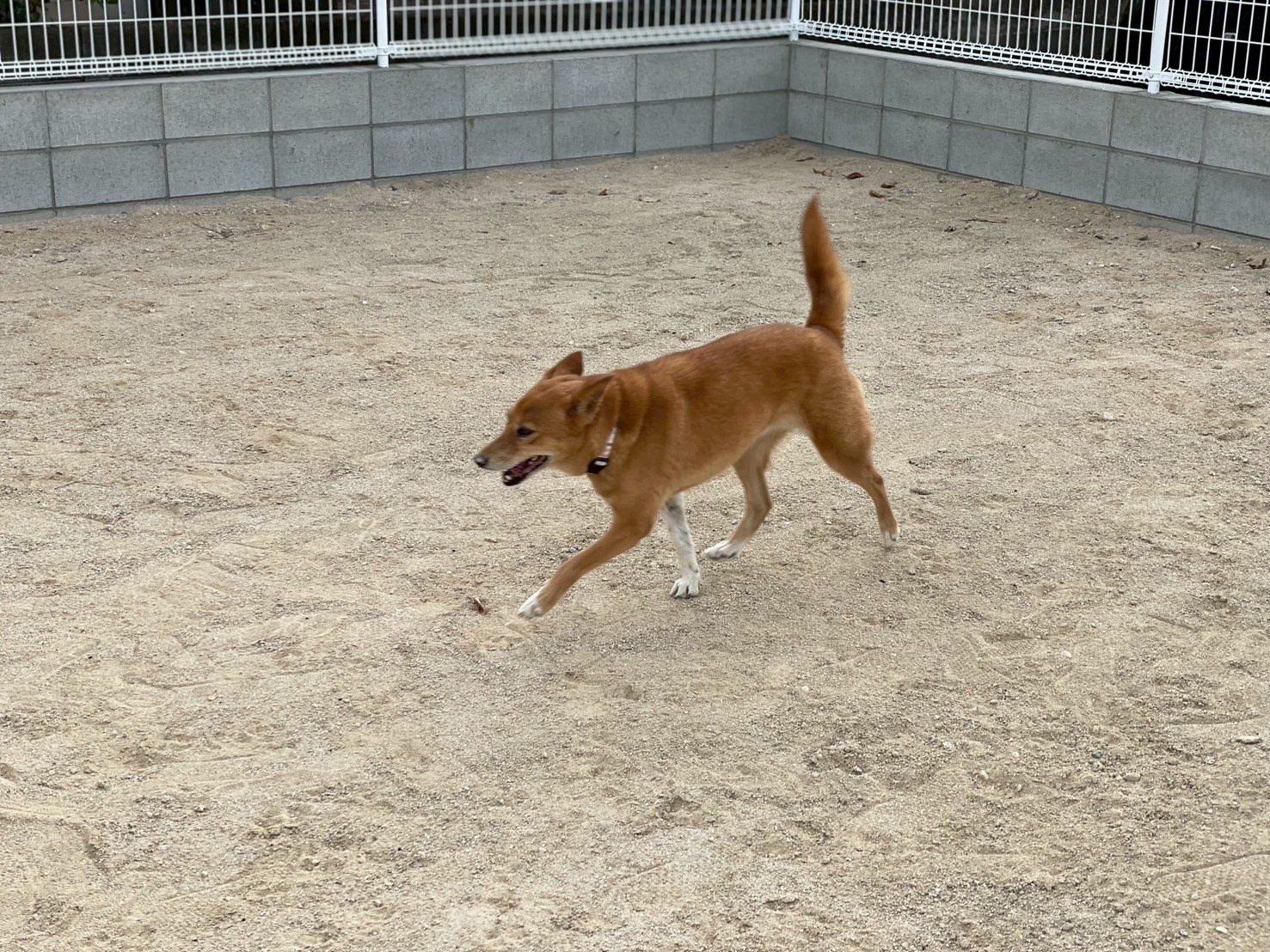動物たちの心と⼀頭⼀頭の習慣を尊重する動物本位のホテルです。