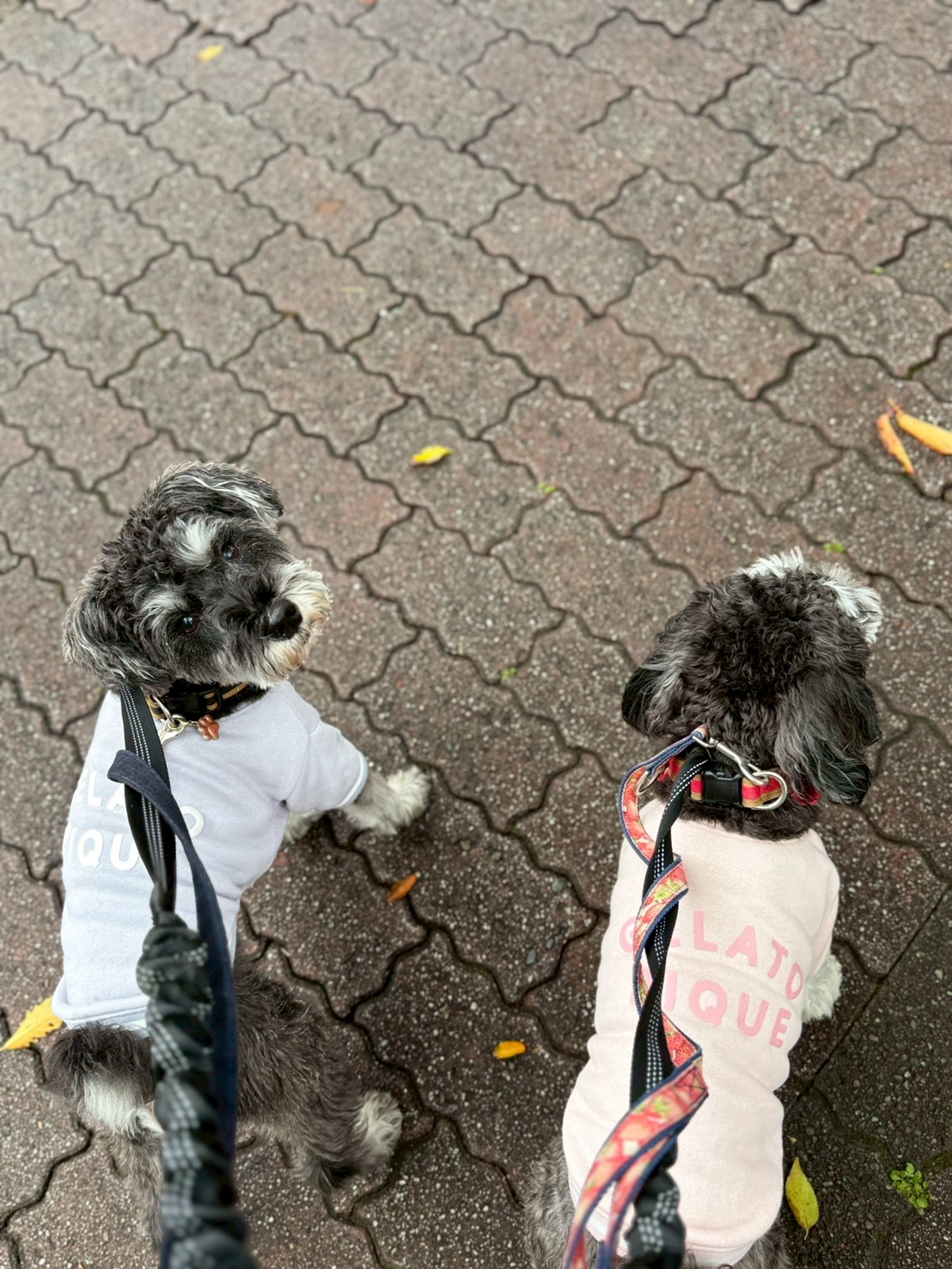 東京都大田区のペットホテル solun　grooming studio&hotelのサムネイルのサムネイル2枚目