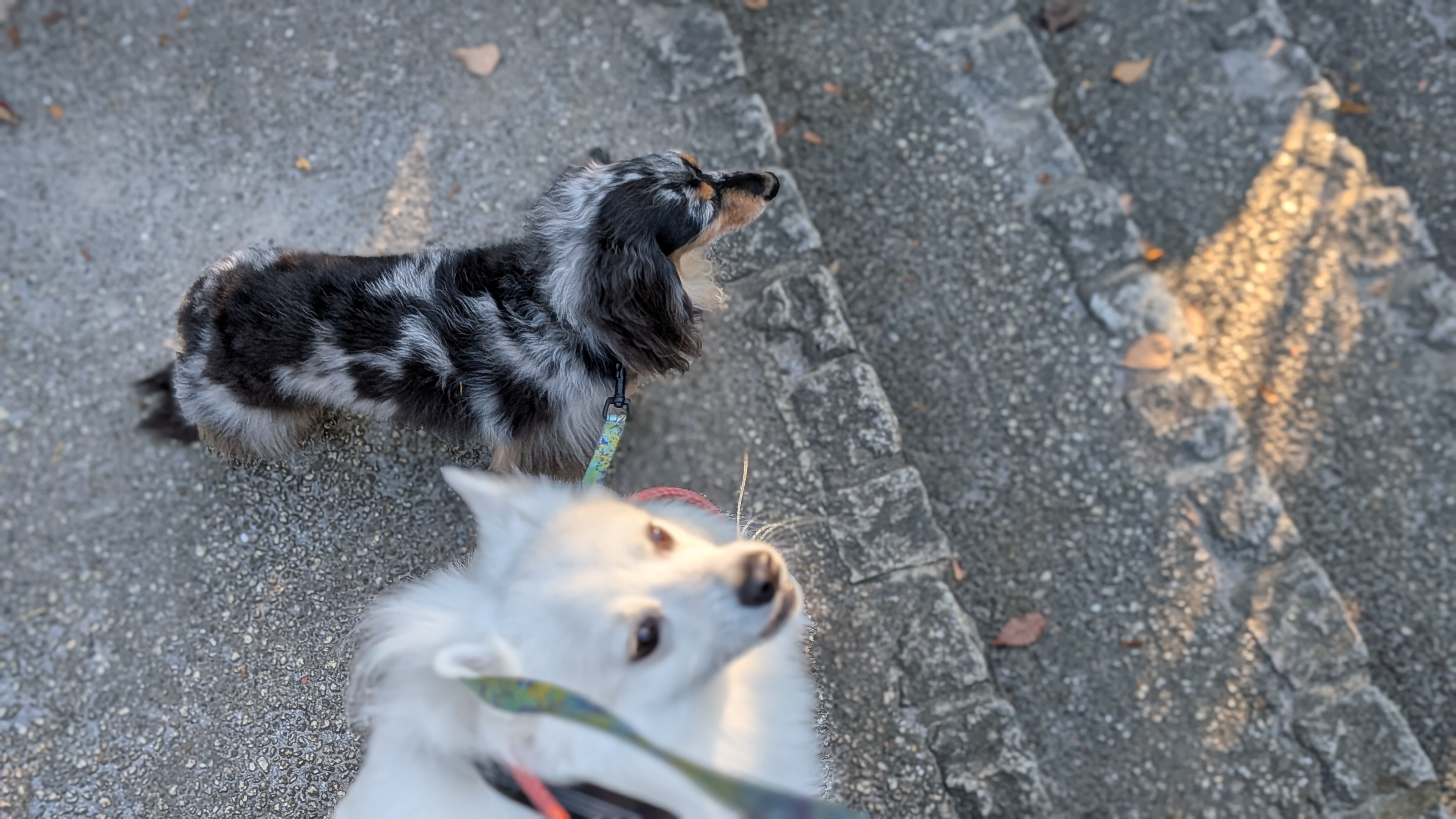東京都大田区のペットホテル solun　grooming studio&hotelのサムネイルのサムネイル2枚目