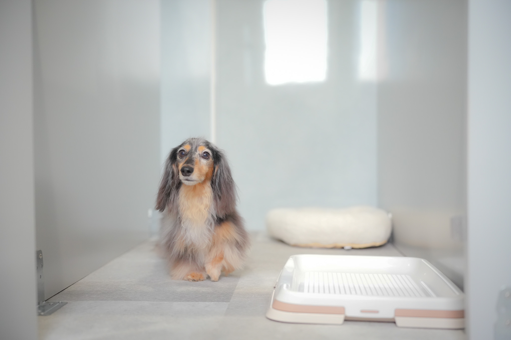 東京都大田区のペットホテル solun　grooming studio&hotelのサムネイルのサムネイル1枚目