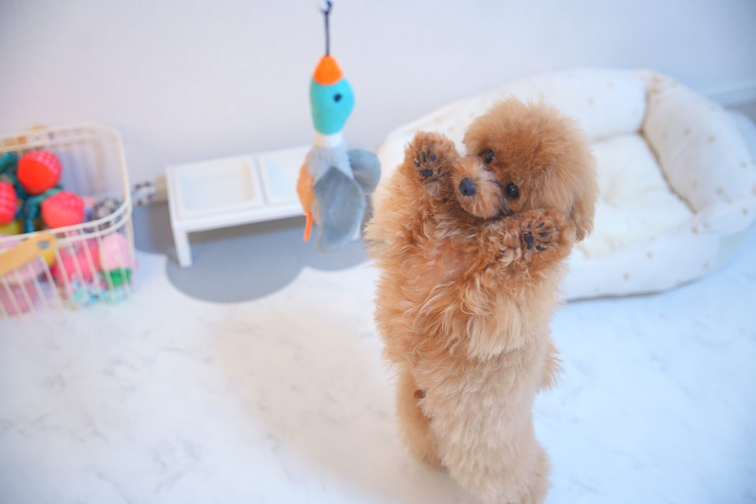 東京都台東区のペットホテル Celesteのサムネイルのサムネイル2枚目