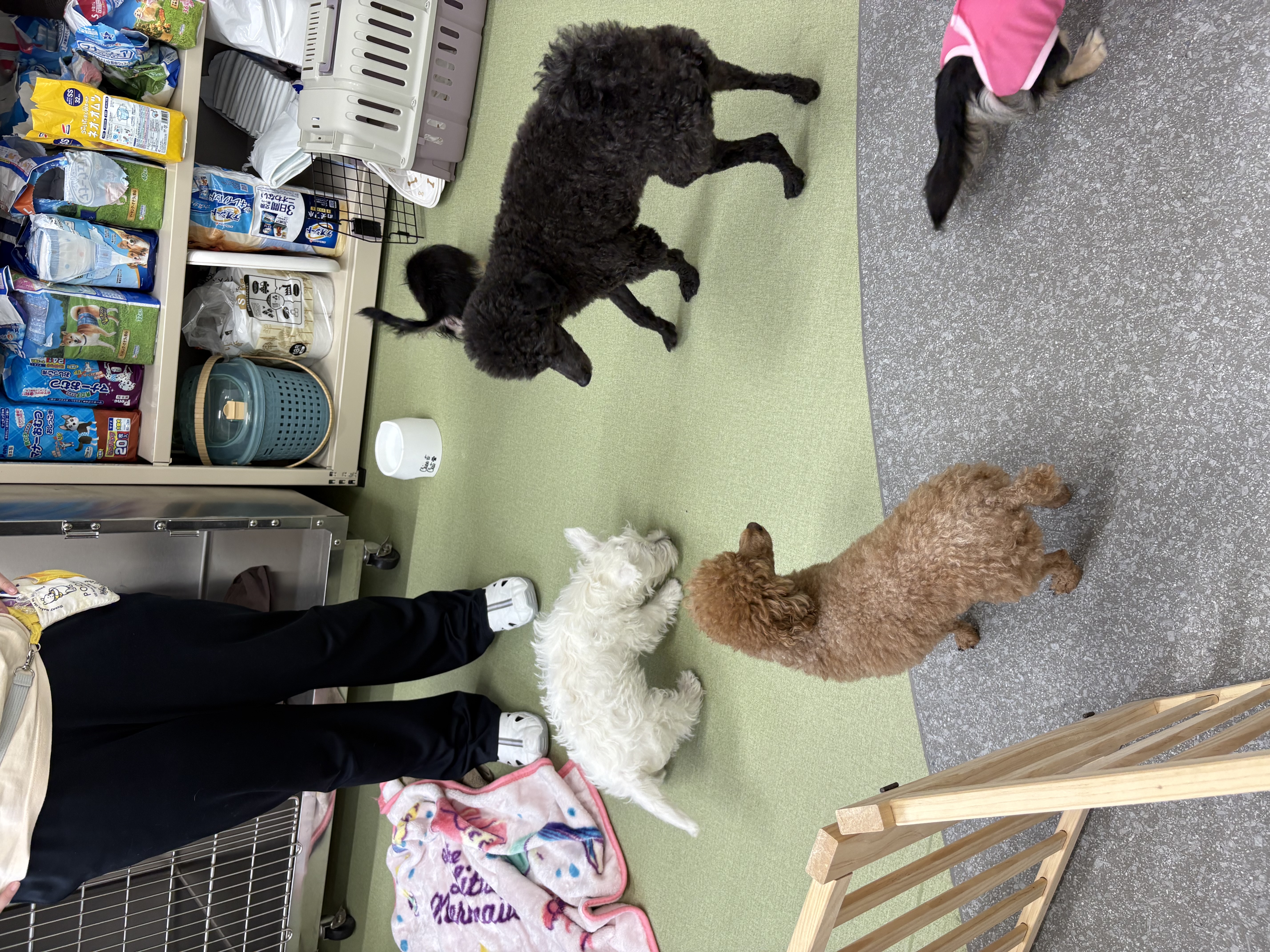 愛知県名古屋市中区のペットホテル 丸の内どうぶつ病院のサムネイルのサムネイル2枚目